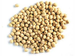 soybean